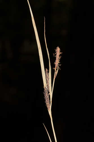 Carex aquatilis #3